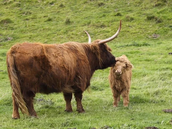 Vaca e vitelo das Terras Altas — Fotografia de Stock