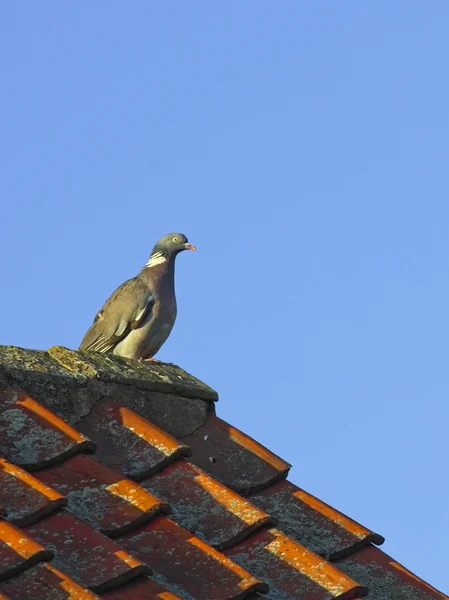 Wood pigeon — Zdjęcie stockowe