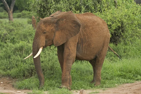 Kenijski słoń — Zdjęcie stockowe