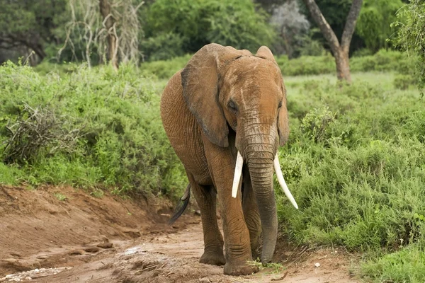 Keňský slon 2 — Stock fotografie