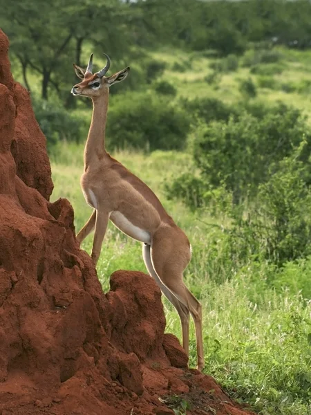 在蚁丘上 gerenuk — 图库照片