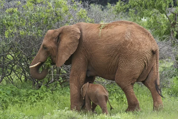 Mamma och baby elefant 4 — Stockfoto