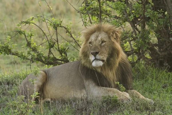 ケニアの男性ライオン — ストック写真