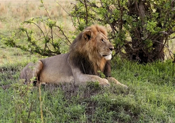在肯尼亚的雄性狮子 — 图库照片
