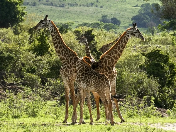 Масаи-жирафы в Кении — стоковое фото