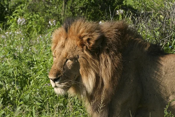 Kenya 3 erkek aslan — Stok fotoğraf