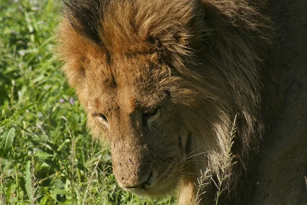 Kenya 2 erkek aslan — Stok fotoğraf