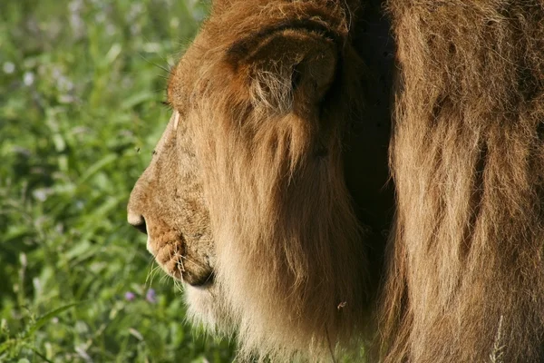 Ένα αρσενικό λιοντάρι στην Κένυα — Φωτογραφία Αρχείου