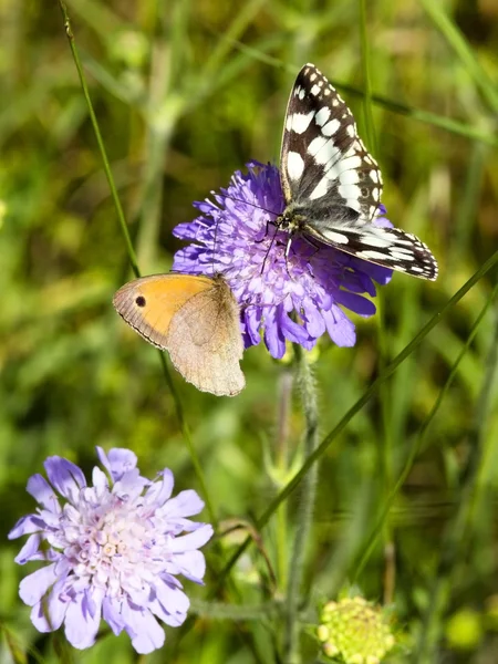 Marmurowy biały i brązowy motyle — Zdjęcie stockowe