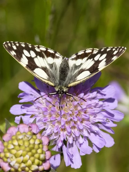 Marbled white butterfly — Stock Photo, Image