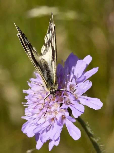 Μαρμάρινη λευκή πεταλούδα — Φωτογραφία Αρχείου