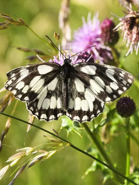 A thistle márványozott fehér pillangó — Stock Fotó