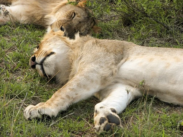 睡在肯尼亚狮子 — 图库照片
