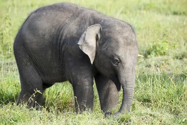 Слоненок на Шри-Ланке — стоковое фото
