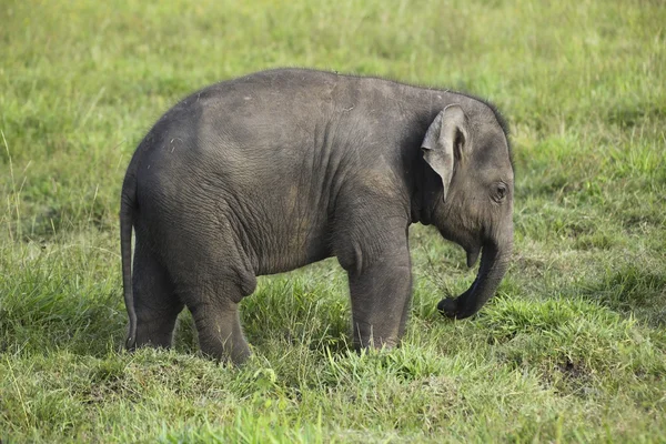 Elefante neonato in sri lanka 2 — Foto Stock