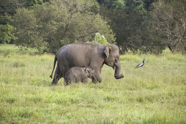 Matka a dítě slon — Stock fotografie