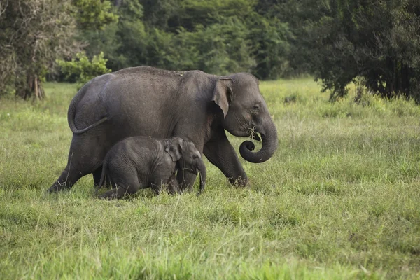 Słoń matka i dziecko 2 — Zdjęcie stockowe