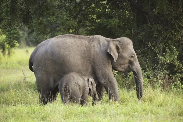 Мати і дитина слон 3 — стокове фото