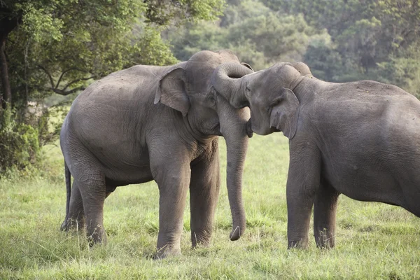 Elefant uppvaktning — Stockfoto