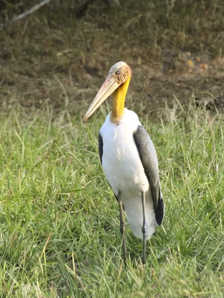Lesser adjutant stork — Stock Photo, Image