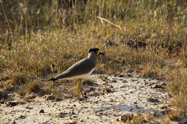 Sarı gerdanlı kız kuşu — Stok fotoğraf