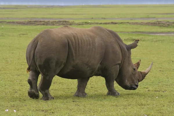 Білий носоріг в Кенії — стокове фото