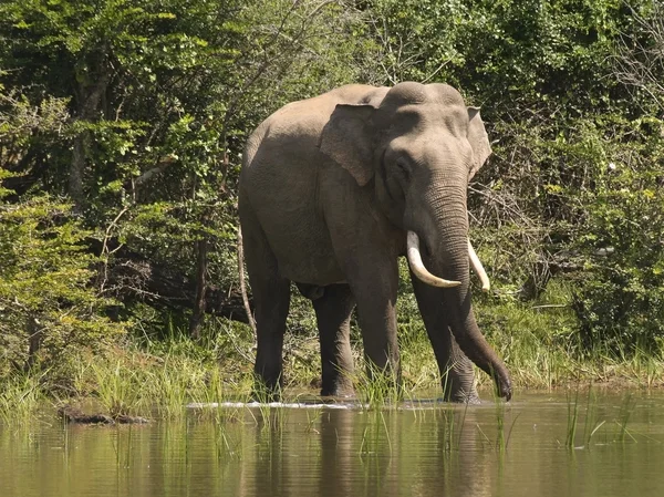 En indisk elefant i sri lanka — Stockfoto