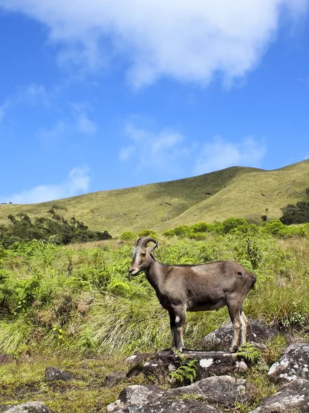 stock image Rare and endangered nilgiri tahr