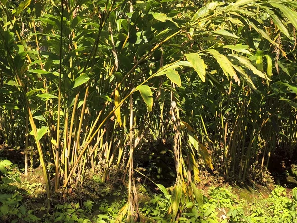 Cardamom plantation — Stock Photo, Image