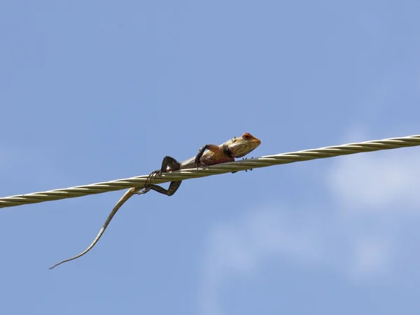 Lizard on a wire — Stock Photo, Image