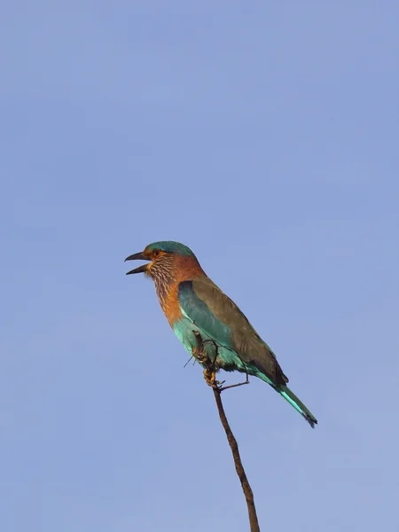 Indian roller — Stock Photo, Image