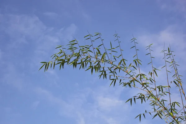 Bambus przeciw błękitne niebo — Zdjęcie stockowe
