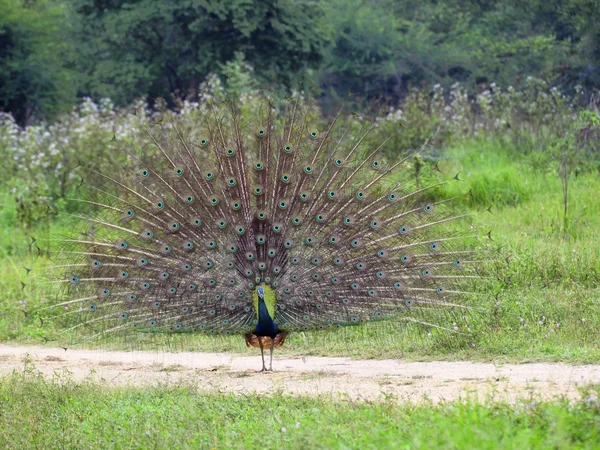 Peacock in sri lanka — Stockfoto