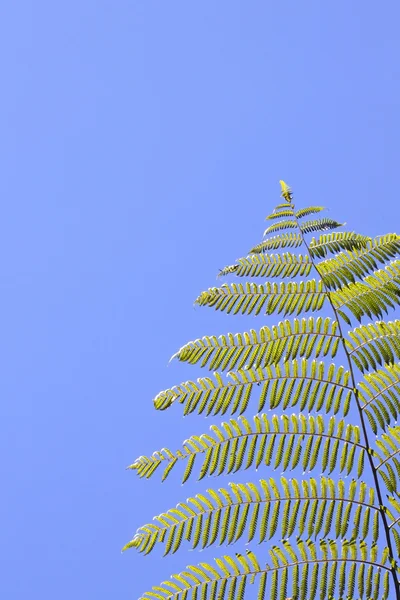 Tropical tree fern — Stock Photo, Image