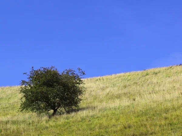Árvore solitária em uma colina — Fotografia de Stock