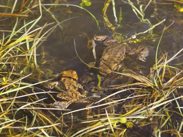 Common toads breeding — Stock Photo, Image