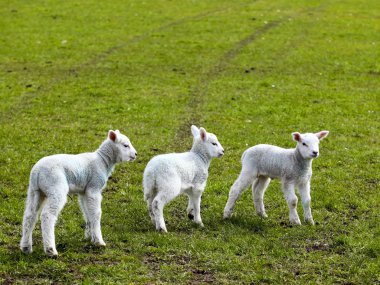 Three spring lambs clipart