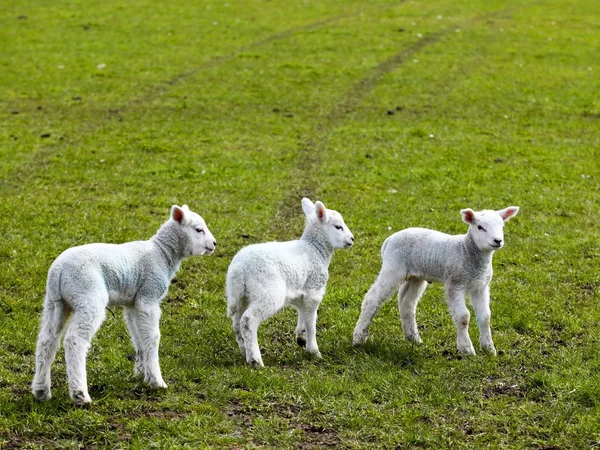 Trzy owce wiosna — Zdjęcie stockowe