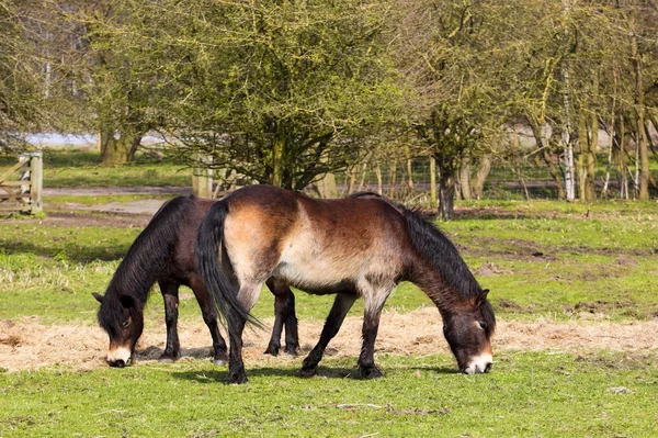 Twee exmoor pony 's — Stockfoto