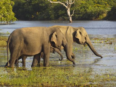 Elephants drinking clipart