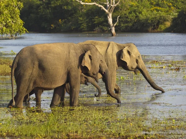 Elefanti che bevono — Foto Stock