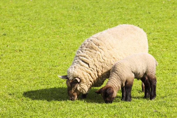 母羊和羔羊 — 图库照片