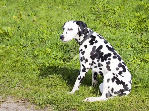 Dalmaçya köpeği — Stok fotoğraf