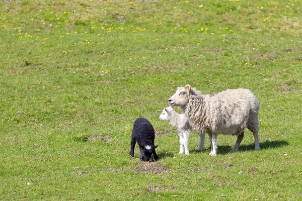 La oveja con un cordero negro y un cordero blanco — Foto de Stock