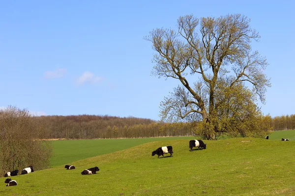 血統オランダ ベルト牛 — ストック写真