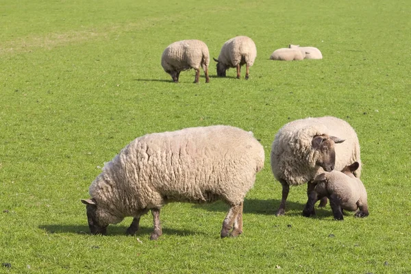 Moutons au printemps — Photo