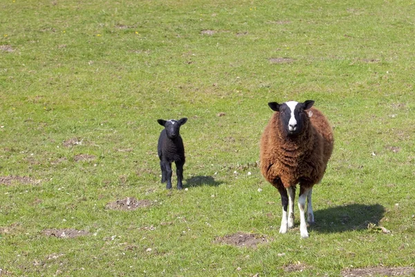 Ewe and lamb — Stock Photo, Image