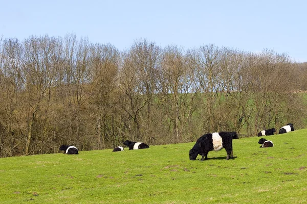 Καθαρόαιμων ολλανδική ζωσμένος βοοειδών — Φωτογραφία Αρχείου