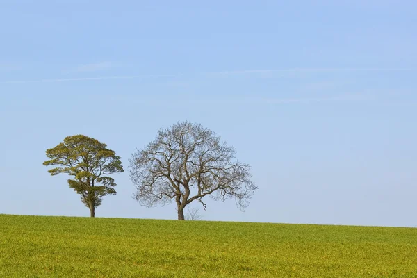 Пшеничное поле с двумя деревьями — стоковое фото