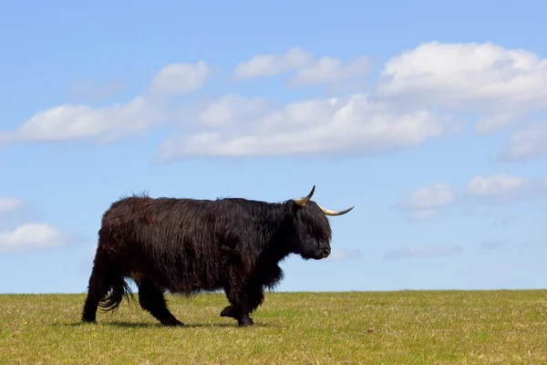 Чорна високогірна корова — стокове фото